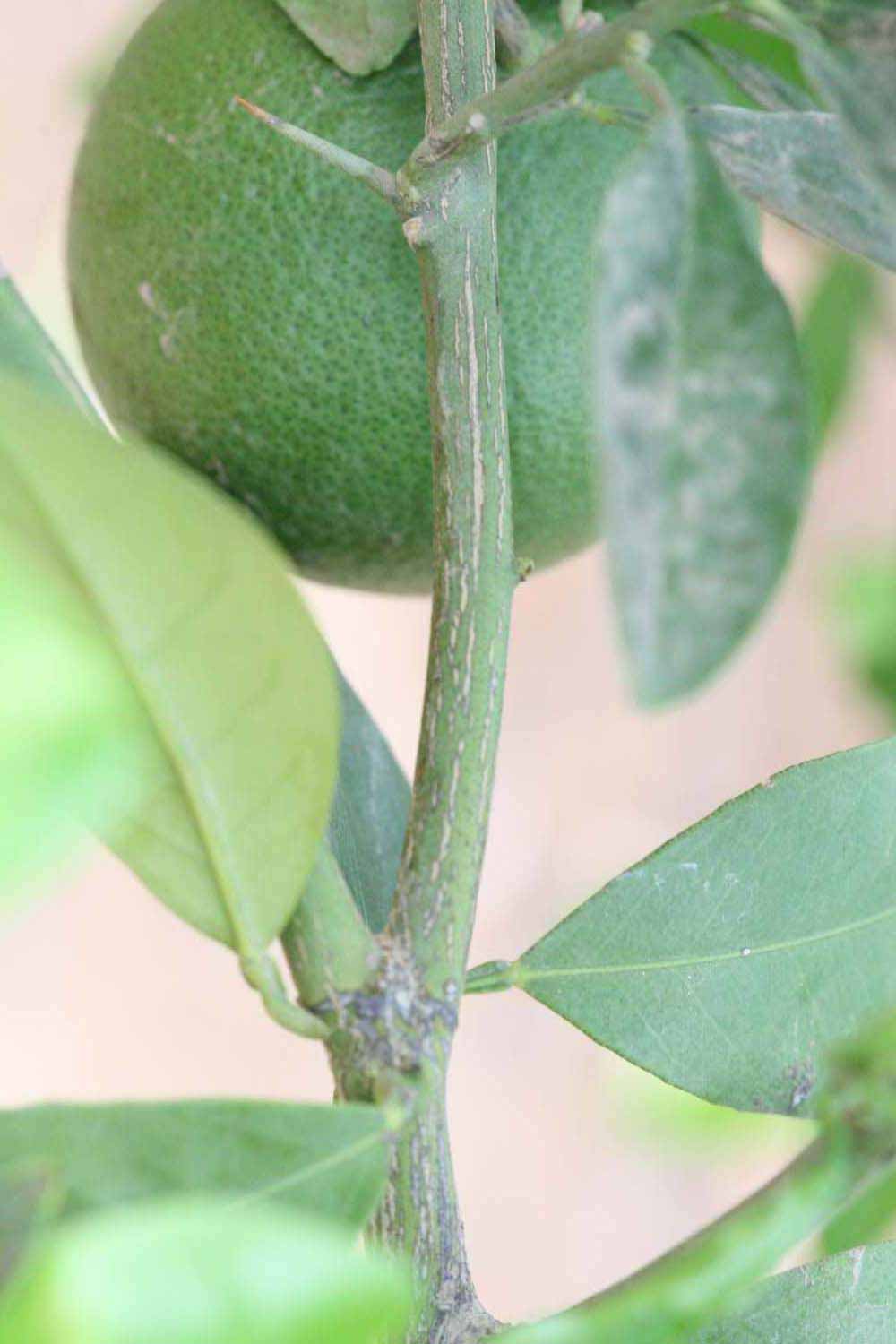              Second - third year twig with thorn and immature fruit   (Riverside, CA)       